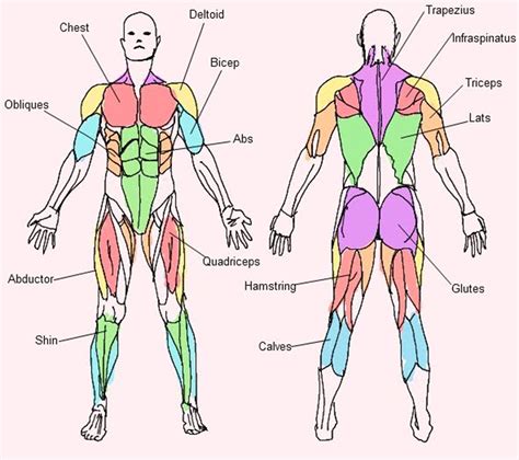 myulsclms|muscles of the human body.